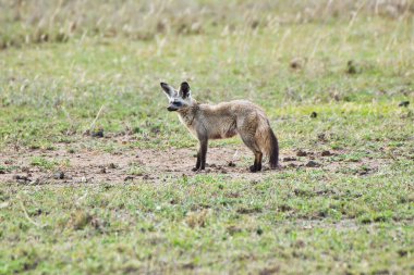 Yarasa Kulaklı Tilki Serengeti Milli Parkı, Tanzanya