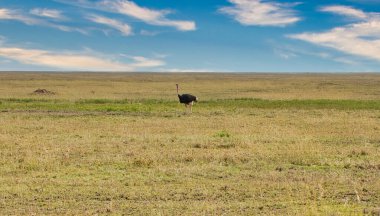 Yalnız devekuşu, Tanzanya 'daki Serengeti Milli Parkı' na yakın.