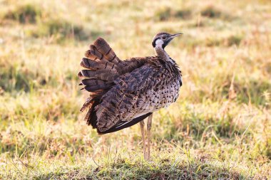 Kara Göbekli Bustard sabahın erken saatlerinde Tanzanya, Ngorongoro kraterinde