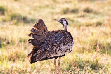 Kara Göbekli Bustard sabahın erken saatlerinde Tanzanya, Ngorongoro kraterinde