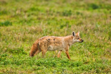 Tanzanya 'daki Ngorongoro kraterinin içinde nadir bulunan bir Afrika Altın Çakalı.