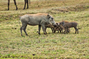 Yaban domuzu ve domuzcukları Ngorongoro kraterinin içinde, Tanzanya