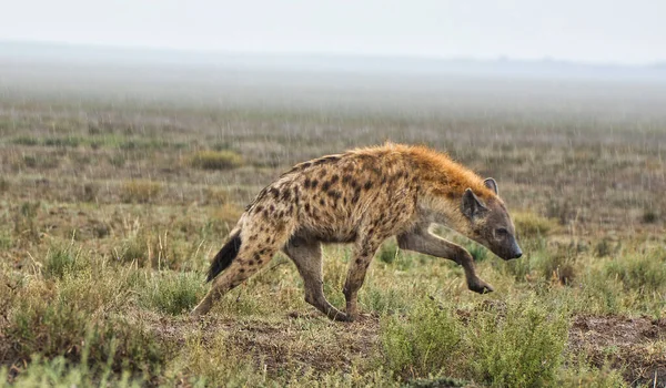 Hiena Empapada Lluvia Parque Nacional Del Serengeti Tanzania — Foto de Stock