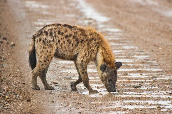 Hyena Faz Uma Pausa Para Beber Água Parque Nacional Serengeti — Fotografia de Stock
