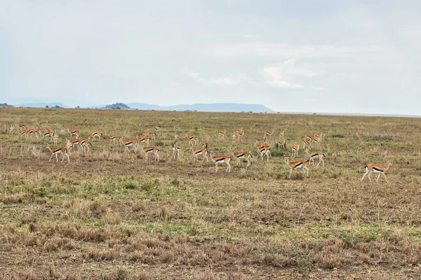 Een Thomsons Gazelle Kudde Serengeti National Park Tanzania — Stockfoto