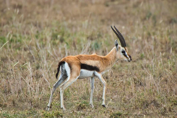 Homem Thomsons Gazelle Parque Nacional Serengeti Tanzânia — Fotografia de Stock