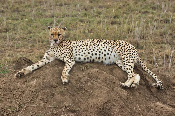 Cheetah Descansando Parque Nacional Del Serengeti Tanzania — Foto de Stock