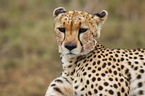 Primer Plano Cheetah Descansando Parque Nacional Del Serengeti Tanzania — Foto de Stock