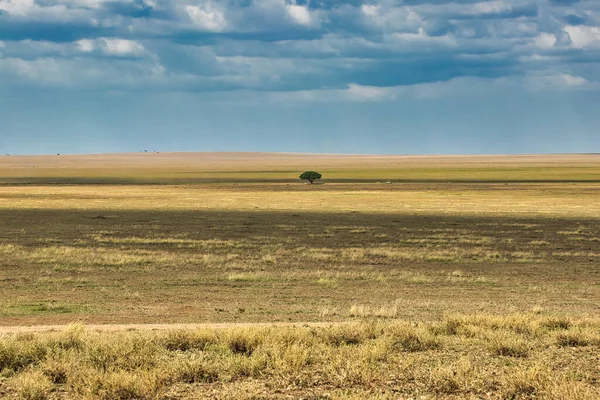 Een Lone Acacia Boom Savanna Bij Serengeti National Park Tanzania — Stockfoto