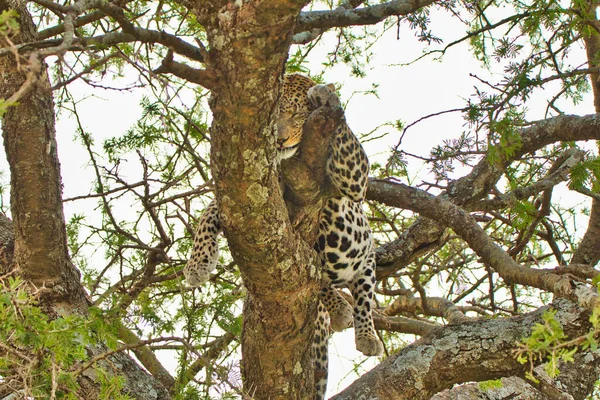 Leopardo Durmiendo Árbol Parque Nacional Del Serengeti Tanzania — Foto de Stock