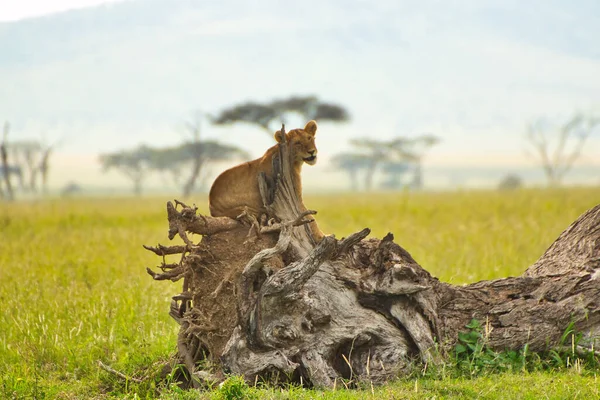 坦桑尼亚塞伦盖蒂国家公园树枝上的狮子座 — 图库照片