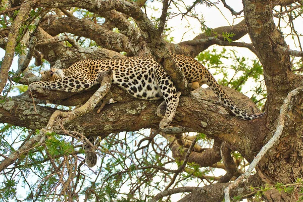 Leopardo Durmiendo Árbol Parque Nacional Del Serengeti Tanzania — Foto de Stock