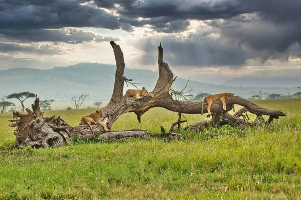 Leoa Descansando Galho Árvore Parque Nacional Serengeti Tanzânia — Fotografia de Stock