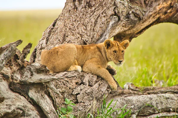 Leoa Descansando Galho Árvore Parque Nacional Serengeti Tanzânia — Fotografia de Stock