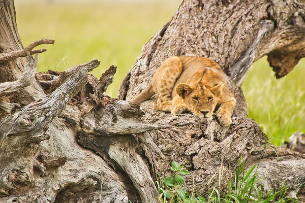 Leona Descansando Una Rama Árbol Parque Nacional Serengeti Tanzania — Foto de Stock