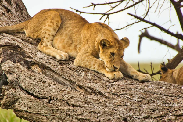 Leonessa Adagiata Ramo Albero Nel Parco Nazionale Del Serengeti Tanzania — Foto Stock