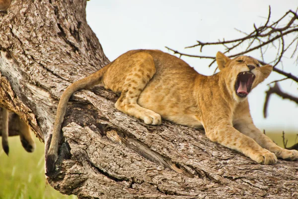 坦桑尼亚塞伦盖蒂国家公园 女狮子躺在一棵树上打呵欠 — 图库照片