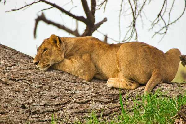 Löwin Auf Einem Ast Serengeti Nationalpark Tansania — Stockfoto