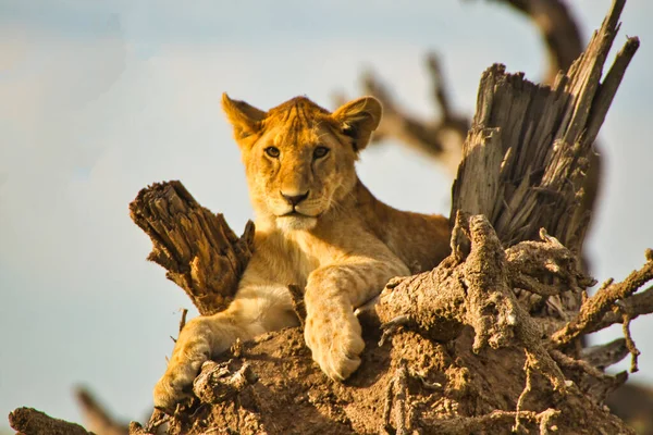 坦桑尼亚塞伦盖蒂国家公园 女狮子躺在树枝上 — 图库照片