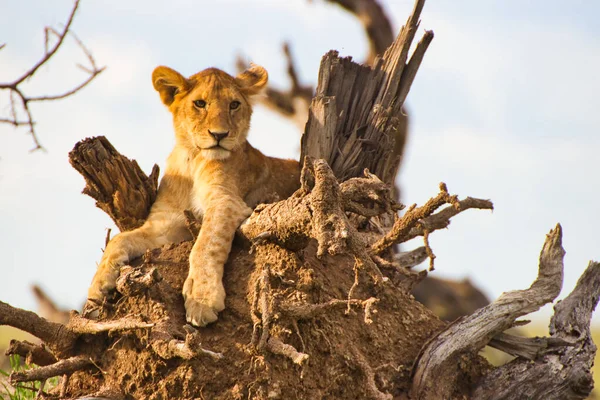 坦桑尼亚塞伦盖蒂国家公园 女狮子躺在树枝上 — 图库照片