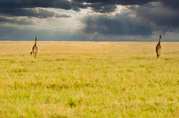 坦桑尼亚塞伦盖蒂国家公园 长颈鹿在一片金色的暮色中 在乌云密布的背景下穿越了草原 — 图库照片