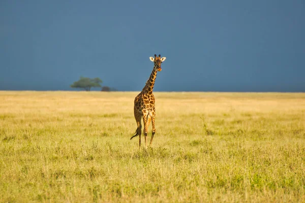 坦桑尼亚塞伦盖蒂国家公园 一只长颈鹿在金色的暮色中穿过草原 — 图库照片
