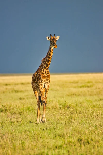 坦桑尼亚塞伦盖蒂国家公园 一只长颈鹿在金色的暮色中穿过草原 — 图库照片