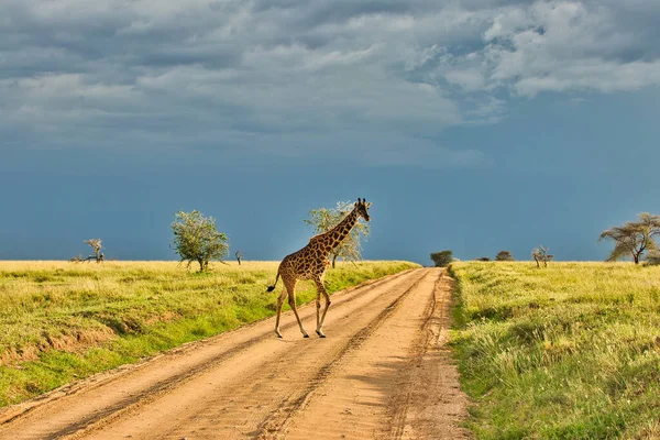 Girafa Atravessa Uma Trilha Safári Seu Caminho Através Savana Hora — Fotografia de Stock