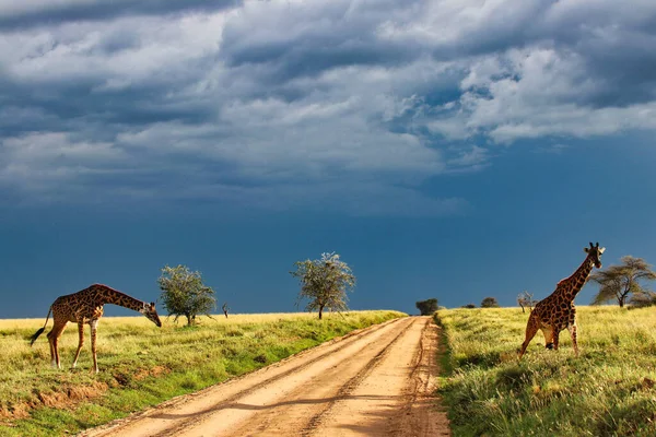 Giraffa Coppia Che Attraversa Savana Sullo Sfondo Forti Nuvole Pioggia — Foto Stock