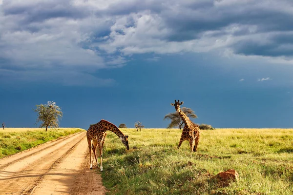 Girafa Par Cruzando Savana Contra Pano Fundo Nuvens Fortes Chuva — Fotografia de Stock