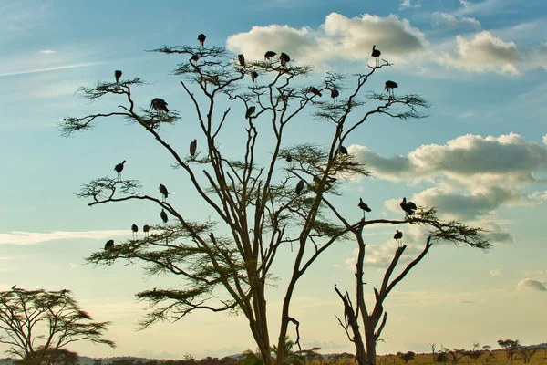 Marabu Leylek Kuşları Serengeti Ulusal Parkı, Tanzanya 'da akşam alacakaranlığında çekilmiştir.