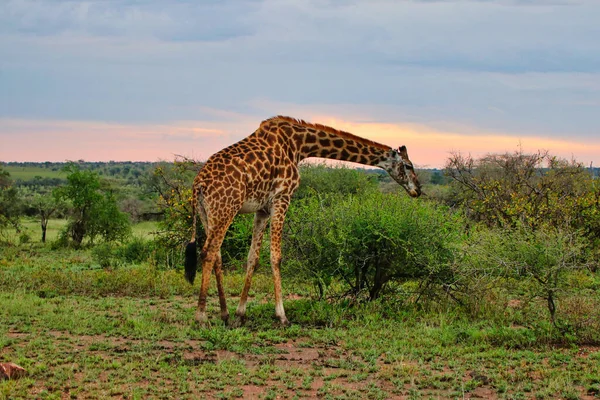 Uma Girafa Solitária Noite Parque Nacional Serengeti Tanzânia — Fotografia de Stock