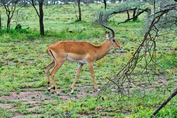Άντρας Impala Βράδυ Φως Στο Serengeti Εθνικό Πάρκο Τανζανία — Φωτογραφία Αρχείου