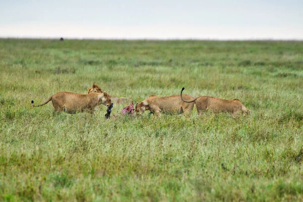 Λιοντάρια Που Τρέφονται Φρέσκο Θάνατο Στο Εθνικό Πάρκο Σερενγκέτι Τανζανία — Φωτογραφία Αρχείου