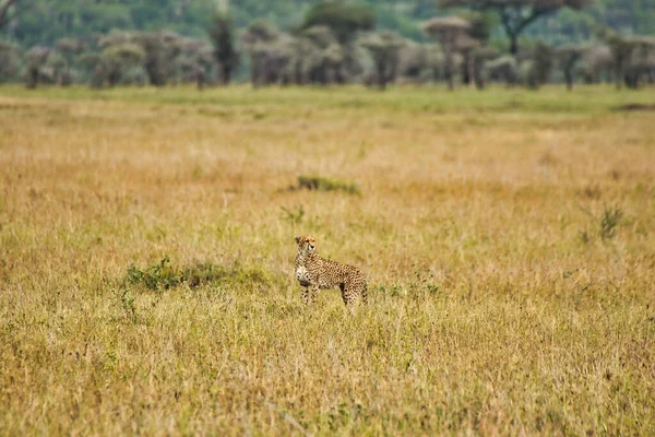 Cheetah Masculino Solteiro Parque Nacional Serengeti Tanzânia — Fotografia de Stock
