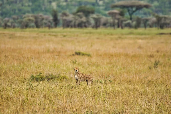 Samotny Gepard Parku Narodowym Serengeti Tanzania — Zdjęcie stockowe