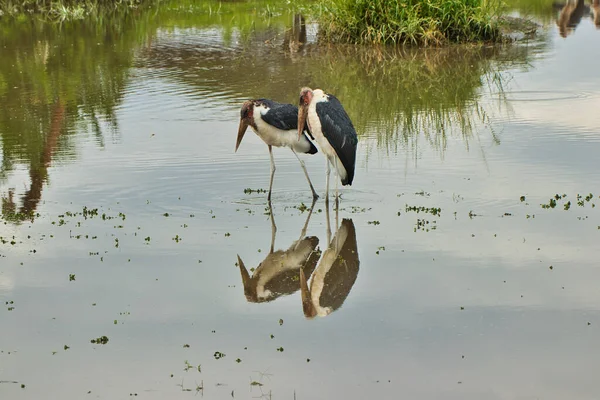 Marabu Stork Par Una Las Muchas Piscinas Dentro Del Parque — Foto de Stock