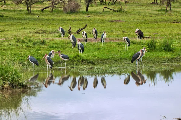 Troupeau Cigognes Marabu Dans Une Des Nombreuses Piscines Parc National — Photo