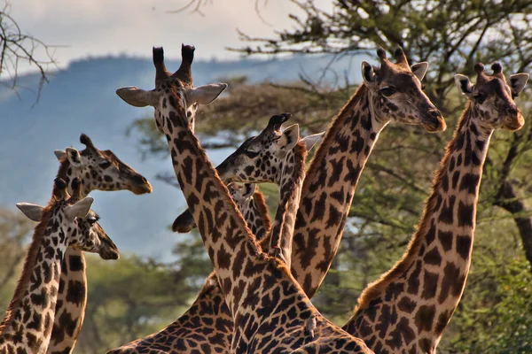 坦桑尼亚塞伦盖蒂国家公园黄昏的天空和狩猎小径 — 图库照片