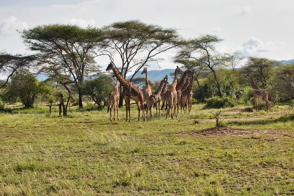Una Mandria Giraffe Sorveglia Vicino Durante Ora Crepuscolare Serale Parco — Foto Stock