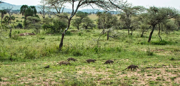 Familjen Banded Mongoose Serengeti Nationalpark Tanzania — Stockfoto
