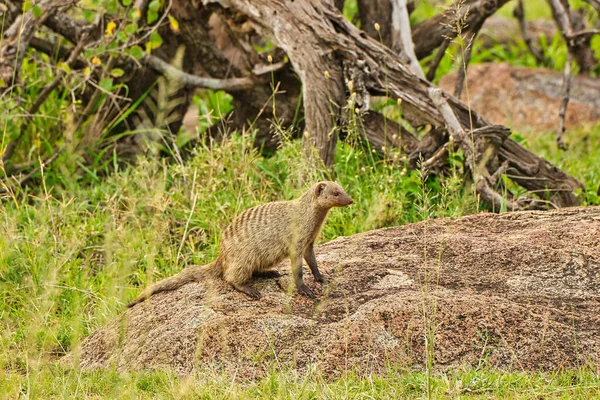 Banded Mongoose Solo Parque Nacional Serengeti Tanzânia — Fotografia de Stock