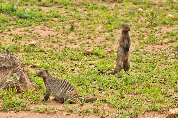 stock image Banded mongoose pair on guard at Serengeti National Park, Tanzania