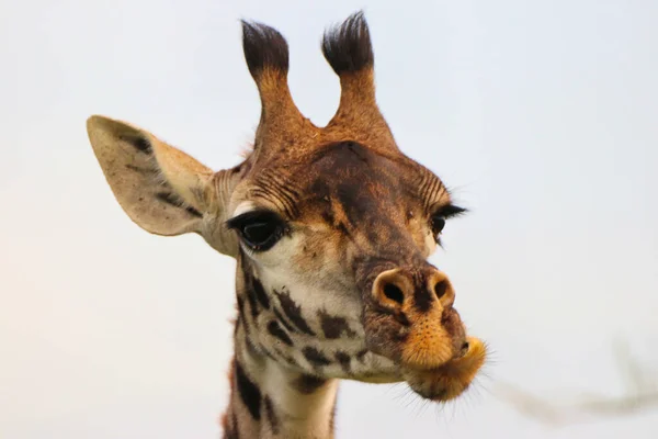 长颈鹿脸靠近坦桑尼亚塞伦盖蒂国家公园 — 图库照片