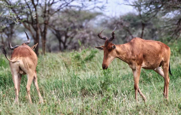 Κόλα Hartebeest Κοντά Στο Serengeti Εθνικό Πάρκο Τανζανία — Φωτογραφία Αρχείου