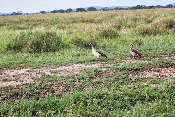 Egipska Para Gęsi Spacer Parku Narodowym Serengeti Tanzania — Zdjęcie stockowe