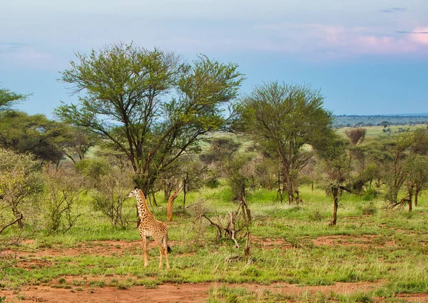 Een Eenzame Juveline Giraffe Het Avondlicht Serengeti National Park Tanzania — Stockfoto