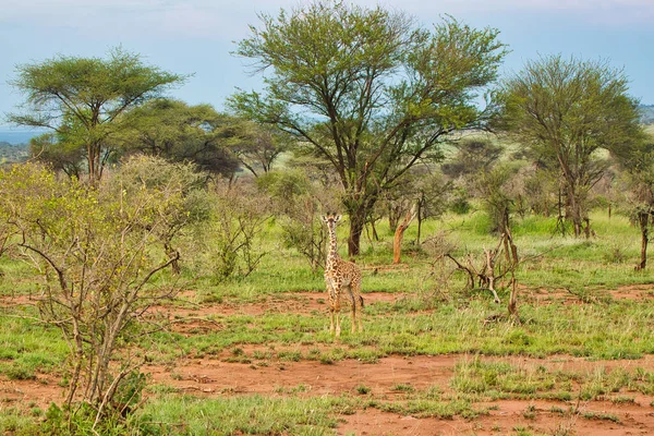 Ensam Juveline Giraffe Kvällsljuset Serengeti National Park Tanzania — Stockfoto