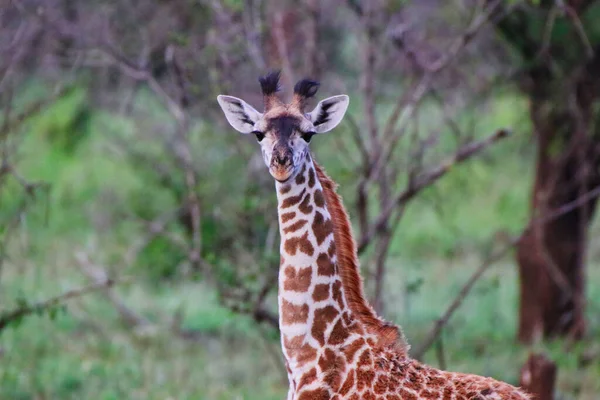 Uma Juveline Solitária Girafa Luz Noite Parque Nacional Serengeti Tanzânia — Fotografia de Stock