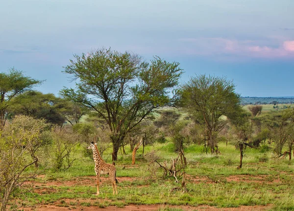 Самотня Ювеліна Жираф Вечірньому Світлі Національному Парку Серенгеті Танзанія — стокове фото